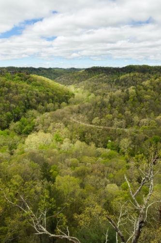 Vertical picture of green trees on mountain in Kentucky